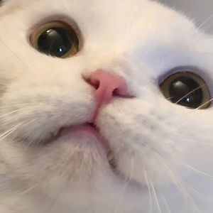 Meet your Posher, Viola